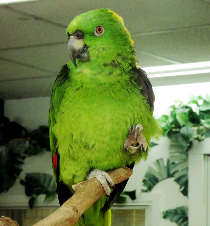 parrot bird online shopping